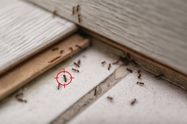 Best Pest Prevention Services  in Westville, IN